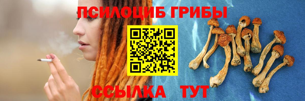 Галлюциногенные грибы Psilocybe  Вход с VPN  как найти   Коряжма 